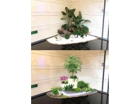 綠植案例